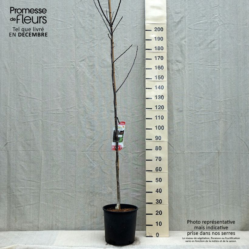 Common Walnut Purpurea - Juglans regia 18L/20L pot, Sapling sample as delivered in winter