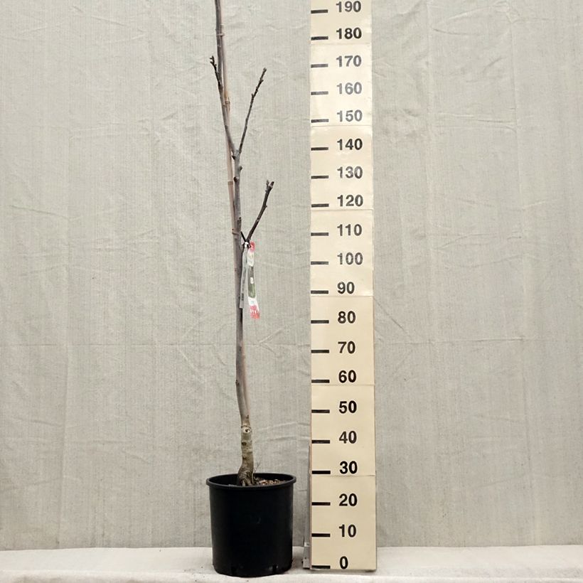 Common Walnut Purpurea - Juglans regia 18L/20L pot, Sapling sample as delivered in spring
