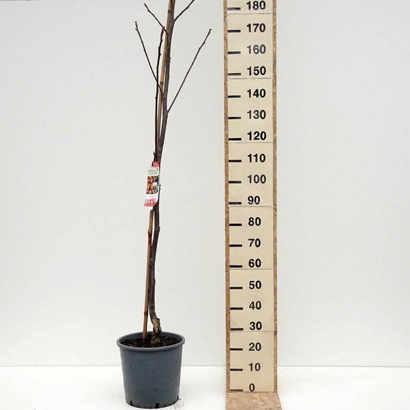 Common Walnut Weinsberg 1 - Juglans regia 18L/20L pot, Sapling sample as delivered in winter