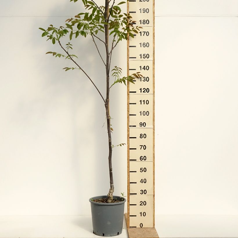 Common Walnut Weinsberg 1 - Juglans regia 18L/20L pot, Sapling sample as delivered in spring