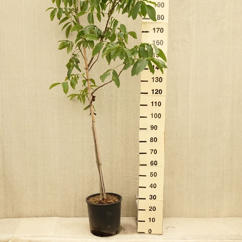 Common Walnut Franquette - Juglans regia 7.5L/10L pot, Sapling sample as delivered in summer