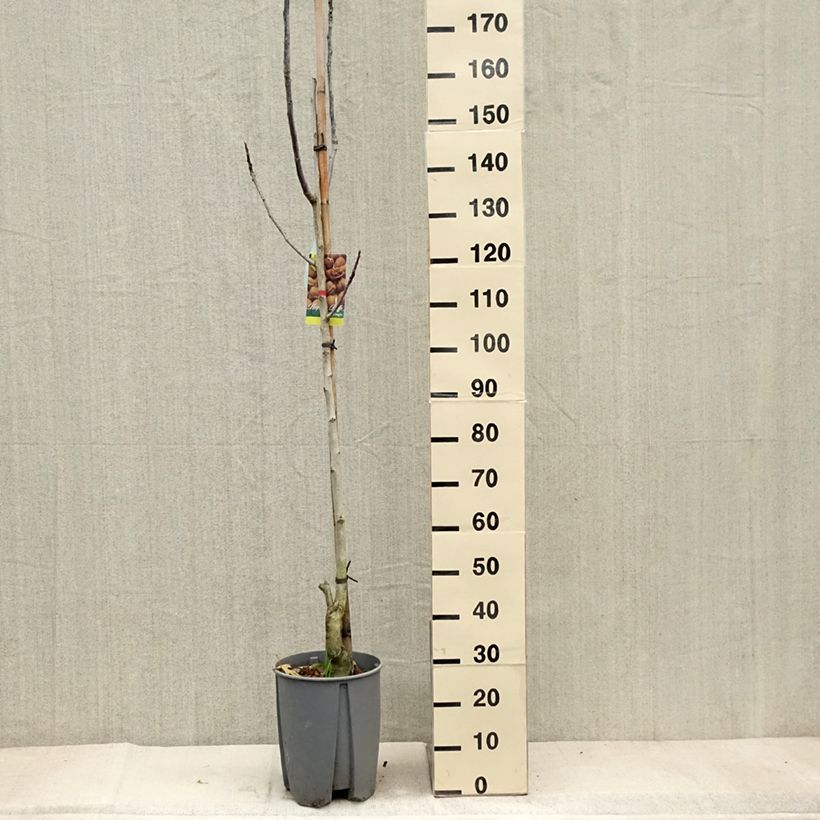 Common Walnut Franquette - Juglans regia 7.5L/10L pot, Half standard sample as delivered in autumn