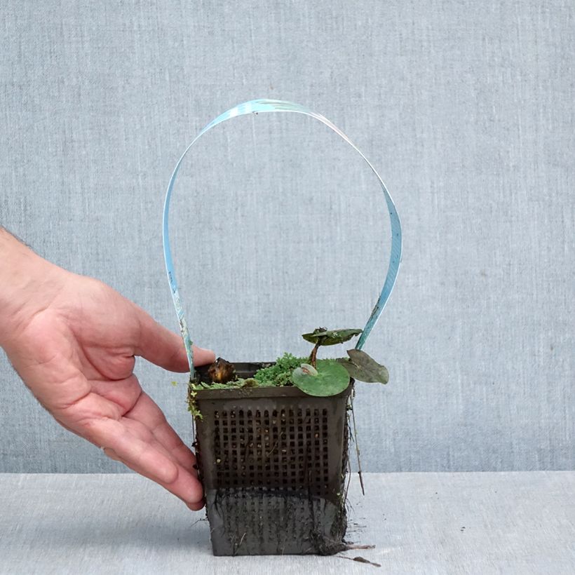 Nymphaea Almost Black - Water Lily 1L/1.5L pot sample as delivered in autumn