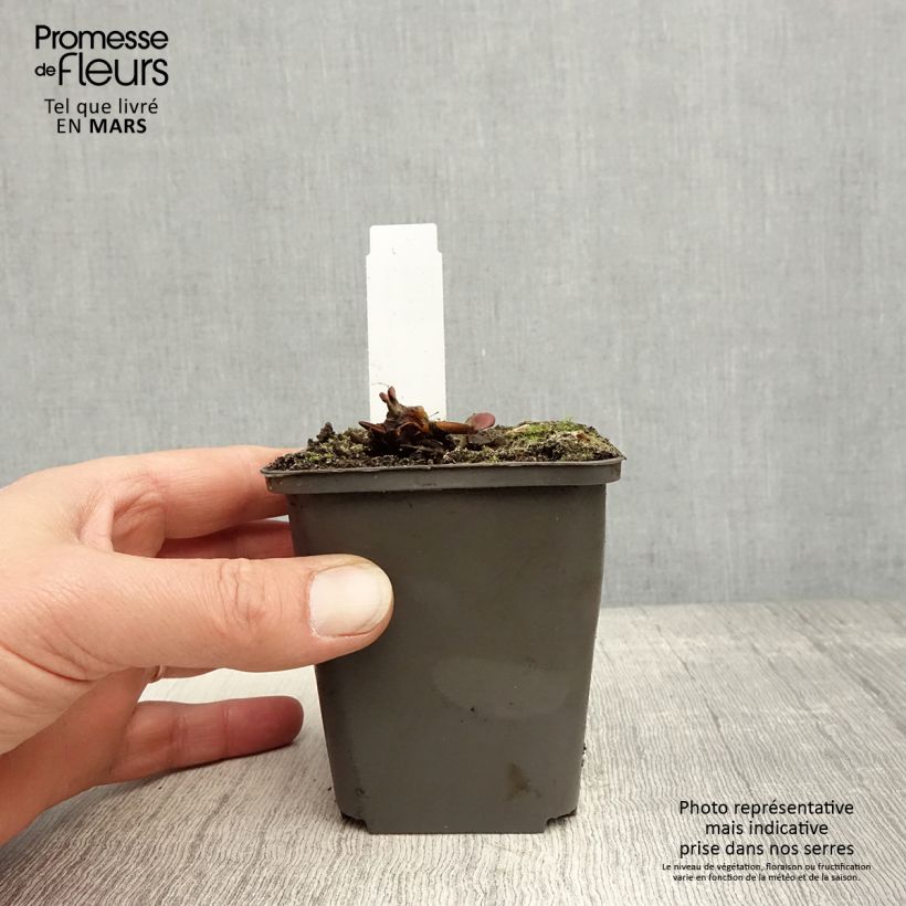 Nymphaea Attraction - Water Lily 8/9 cm pot sample as delivered in spring