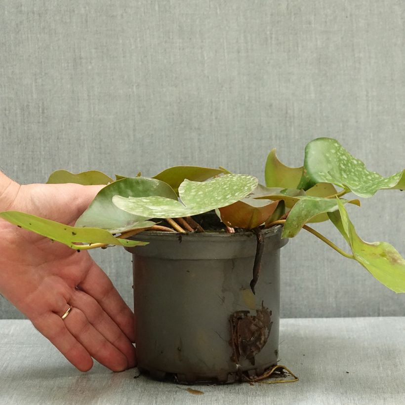 Nymphaea Barbara Davies - Nénuphar rustique Pot de 1,5L/2L sample as delivered in summer