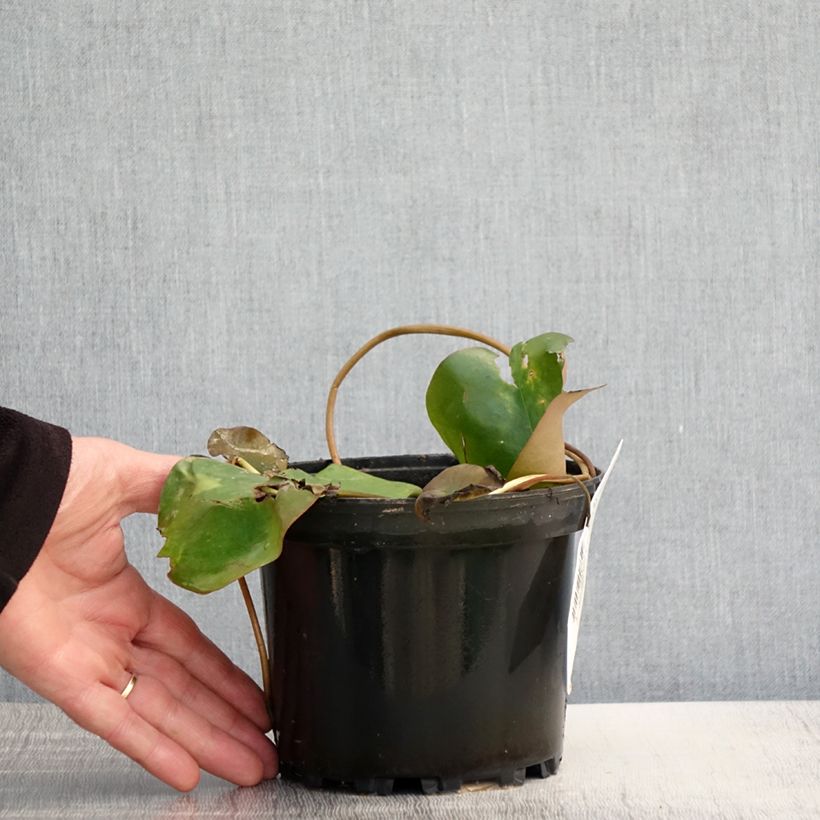 Nymphaea Bateau 1.5L/2L pot sample as delivered in spring