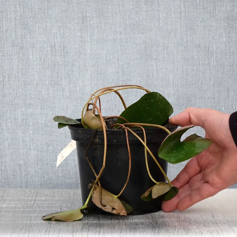 Nymphaea Berthold 1.5L/2L pot sample as delivered in spring