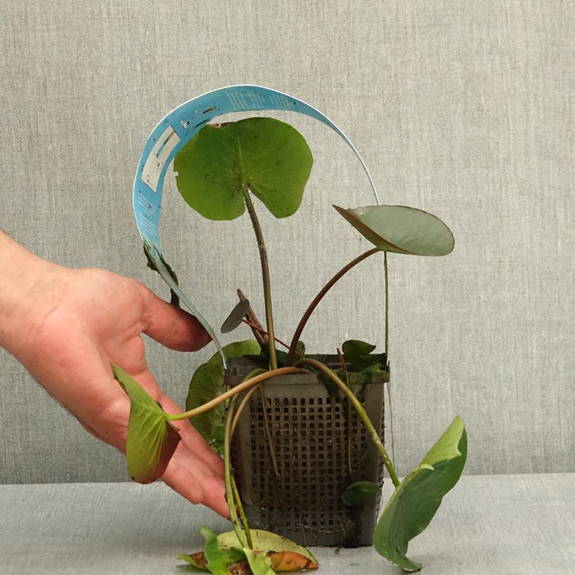 Nymphaea Black Princess - Water Lily 1L/1.5L pot sample as delivered in spring