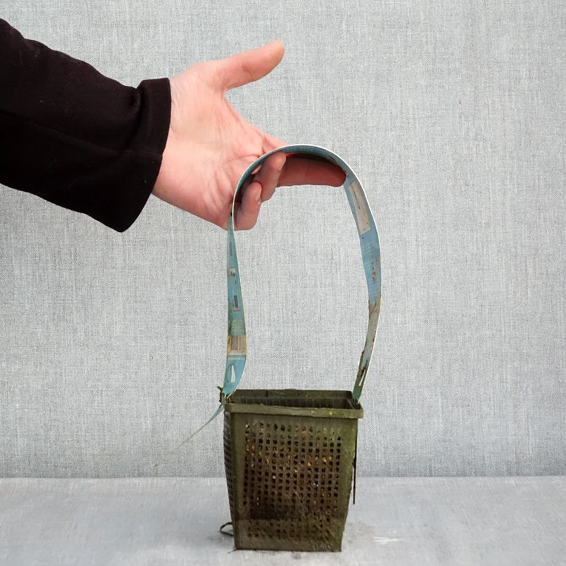 Nymphaea Burgundy Princess - Water Lily 1L/1.5L pot sample as delivered in winter