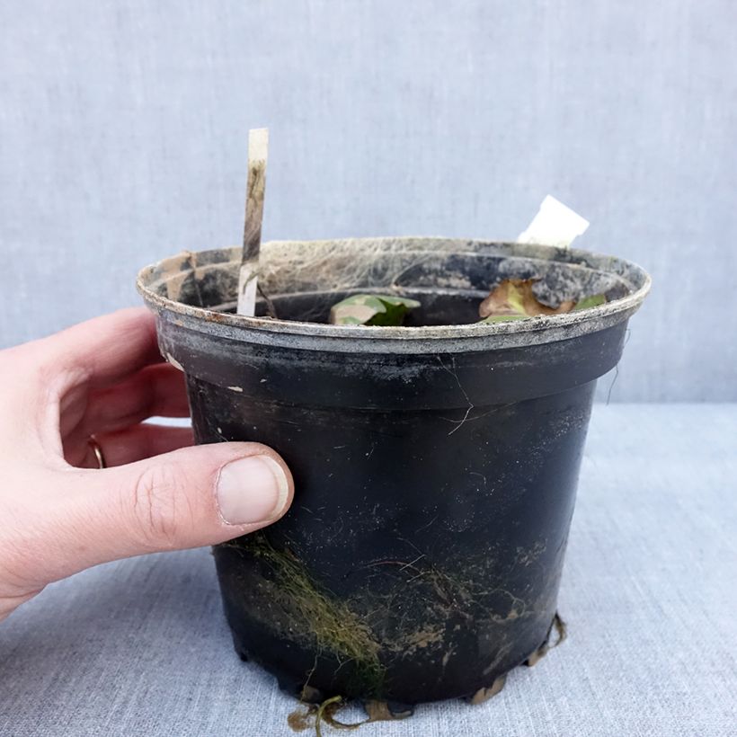 Nymphaea Carolina Sunset 1.5L/2L pot sample as delivered in winter