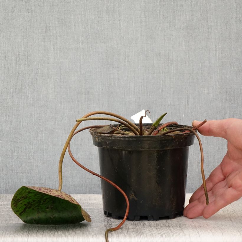 Nymphaea Carolina Sunset 1.5L/2L pot sample as delivered in spring