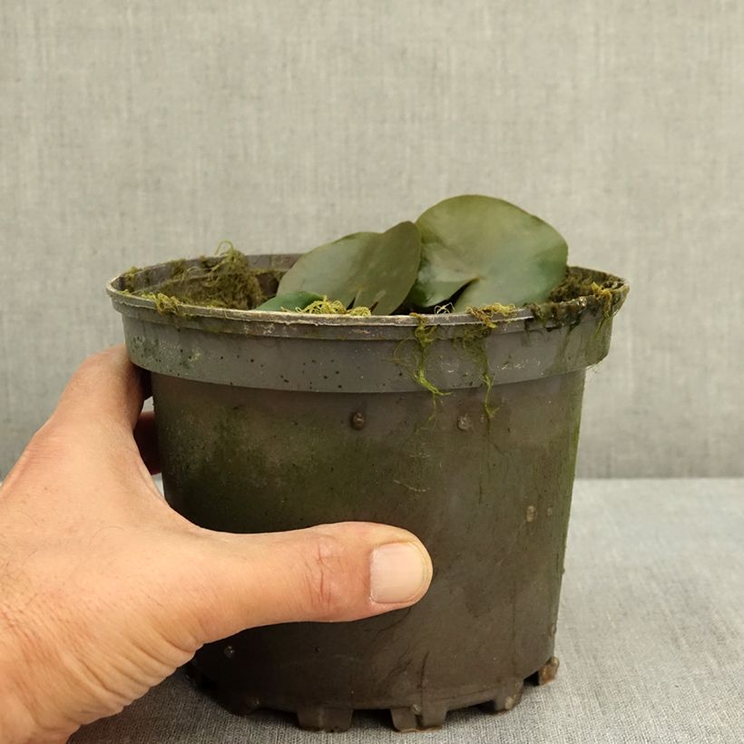 Nymphaea Celebration 1.5L/2L pot sample as delivered in summer