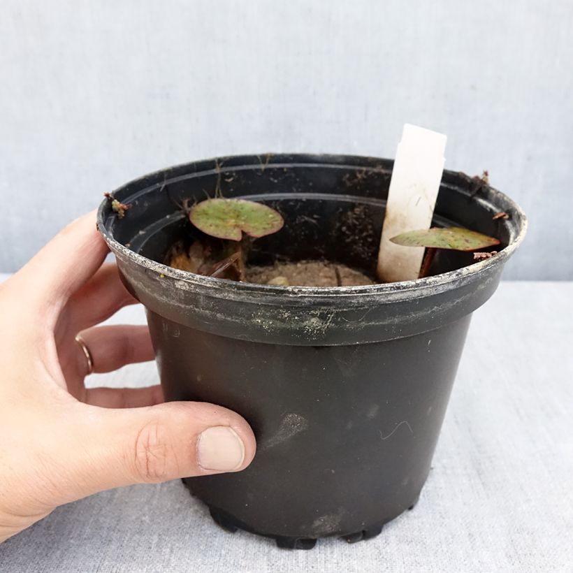 Nymphaea Charlene Strawn 1.5L/2L pot sample as delivered in autumn