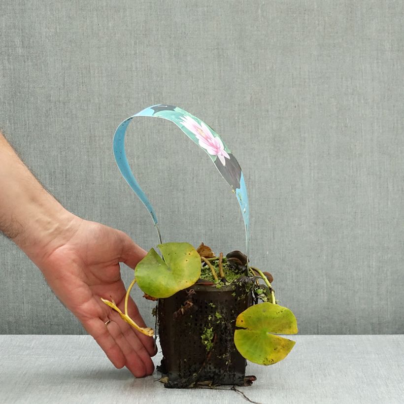 Nymphaea Charles de Meurville - Water Lily 1L/1.5L pot sample as delivered in autumn