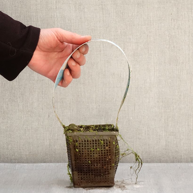 Nymphaea Charles de Meurville - Water Lily 1L/1.5L pot sample as delivered in winter