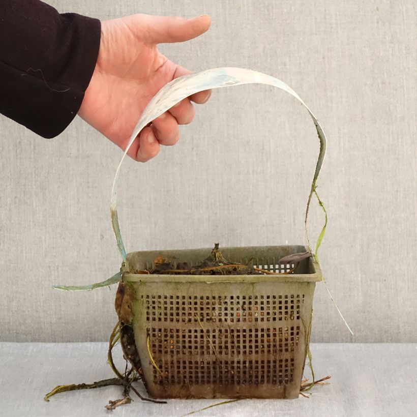 Nymphaea Clyde Ikins - Water Lily 3L/4L pot sample as delivered in winter