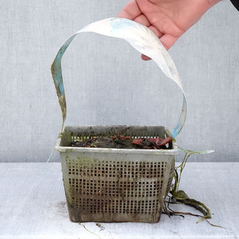 Nymphaea Clyde Ikins - Water Lily 3L/4L pot sample as delivered in spring