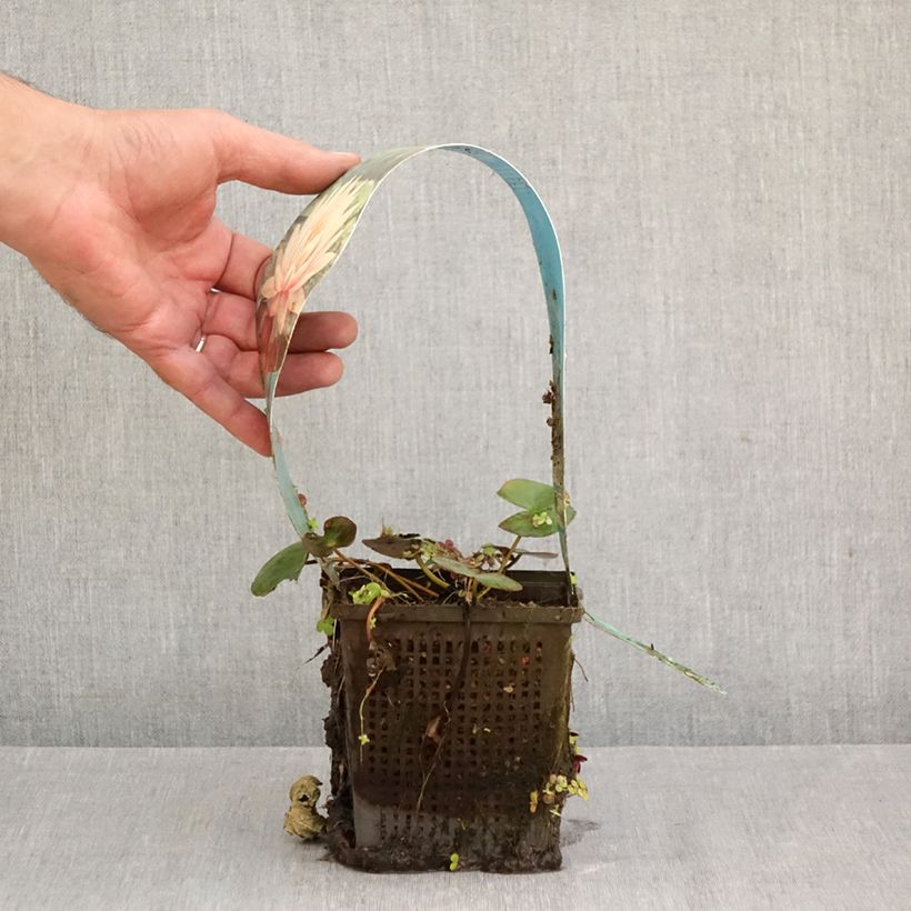 Nymphaea Colorado - Water Lily 1L/1.5L pot sample as delivered in autumn