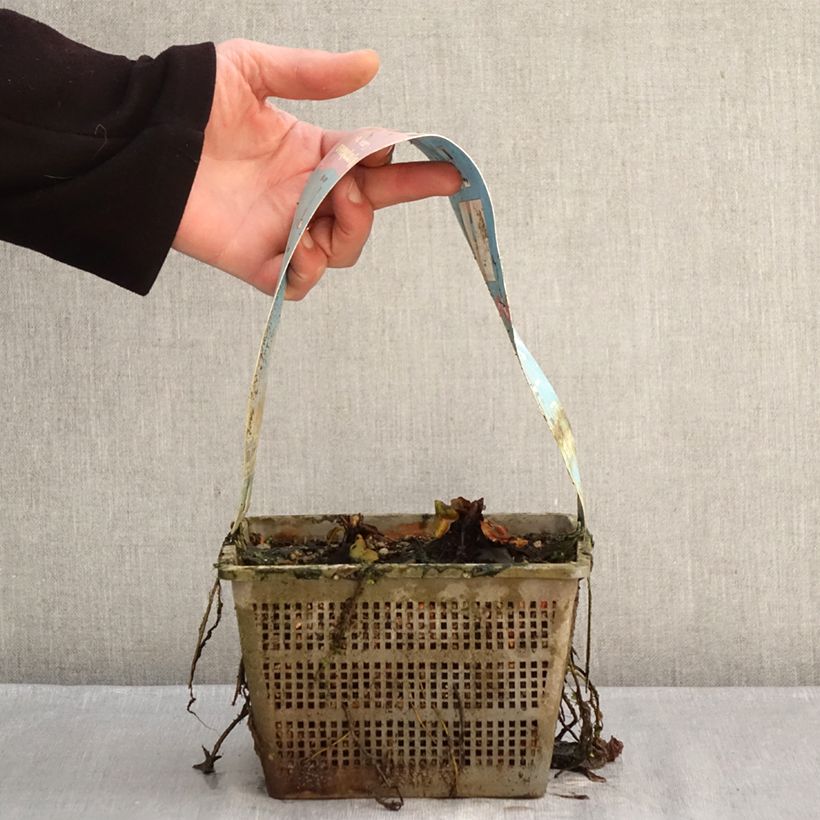 Nymphaea Comanche - Water Lily 3L/4L pot sample as delivered in winter