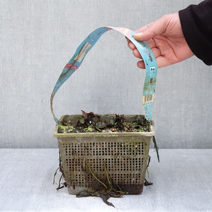 Nymphaea Comanche - Water Lily 3L/4L pot sample as delivered in spring