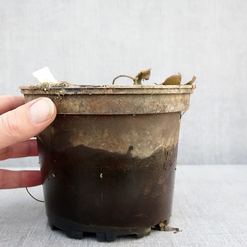 Nymphaea Cynthia Ann 1.5L/2L pot sample as delivered in winter