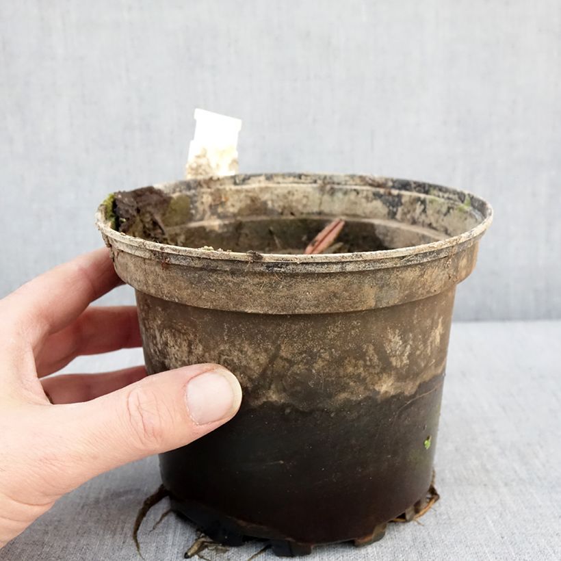 Nymphaea Dahlia 1.5L/2L pot sample as delivered in winter