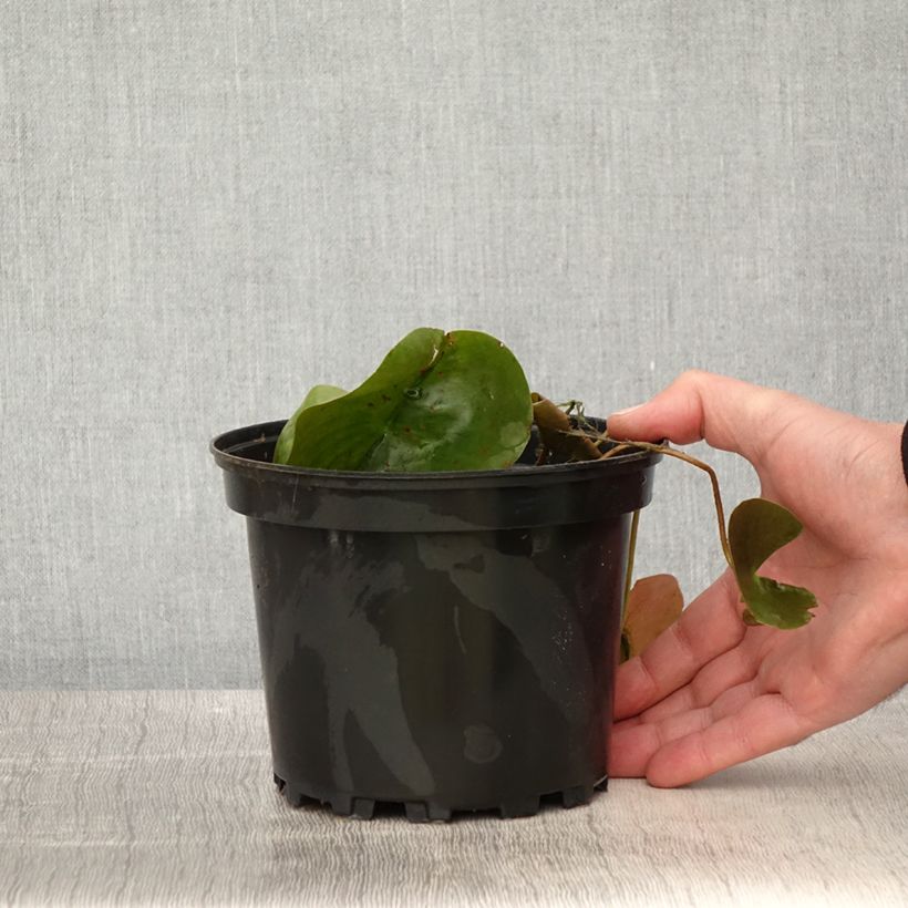 Nymphaea Dahlia 1.5L/2L pot sample as delivered in spring