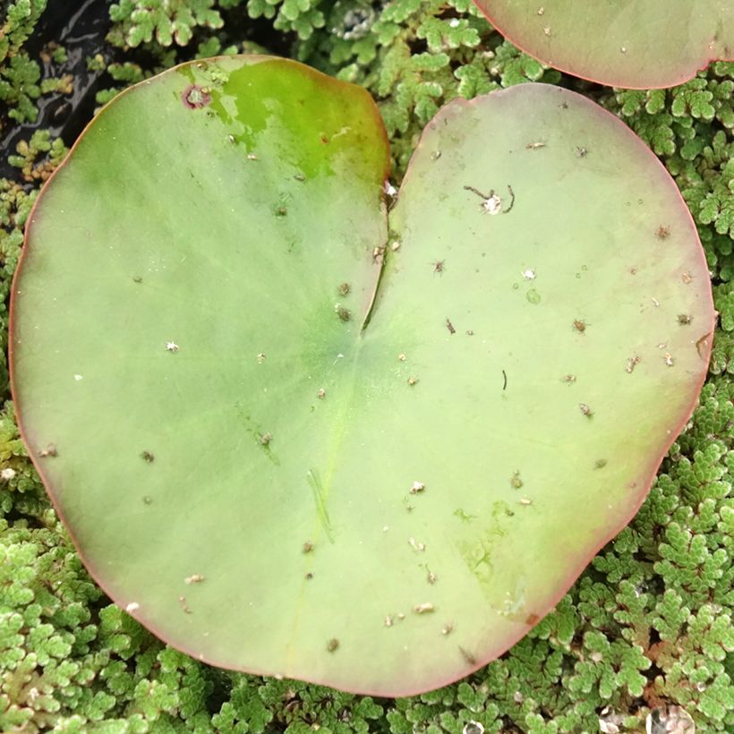 Nymphaea Dahlia (Foliage)