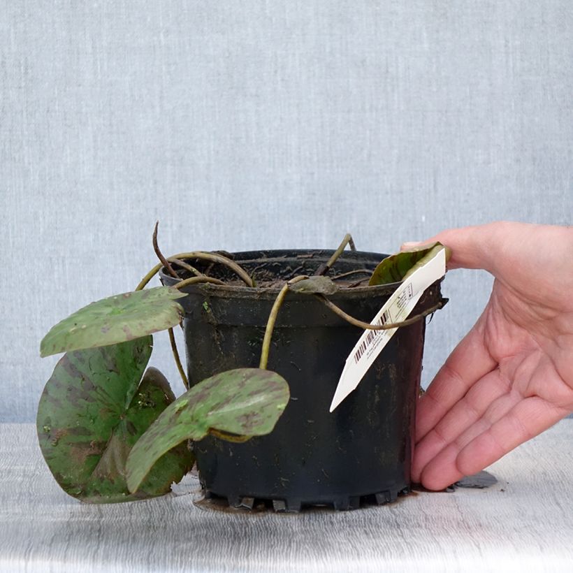Nymphaea Darwin 1.5L/2L pot sample as delivered in spring