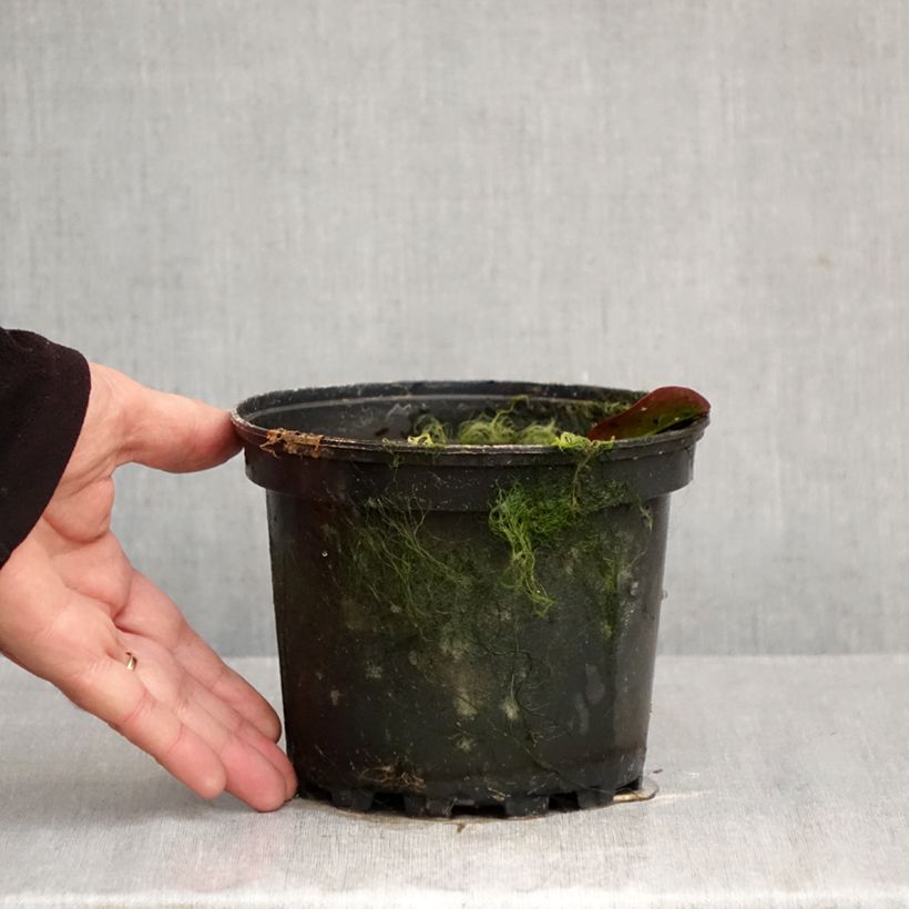 Nymphaea Darwin 1.5L/2L pot sample as delivered in autumn