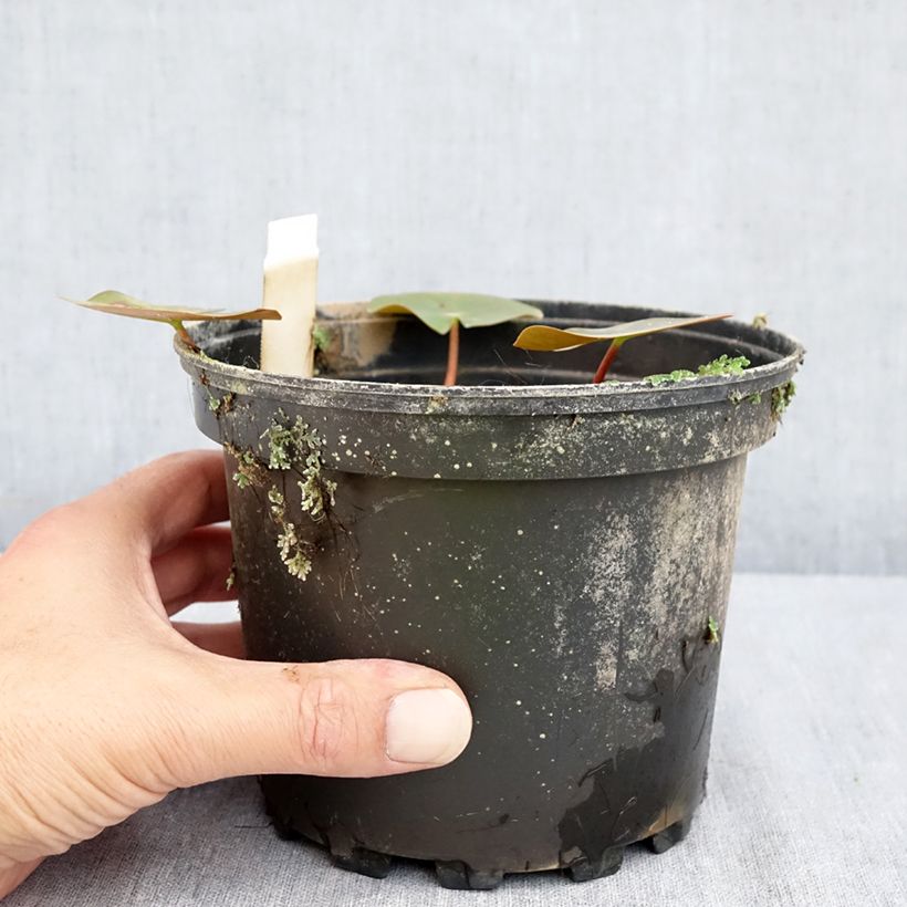 Nymphaea Darwin 1.5L/2L pot sample as delivered in summer