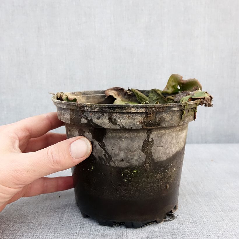 Nymphaea Ellisiana 1.5L/2L pot sample as delivered in winter