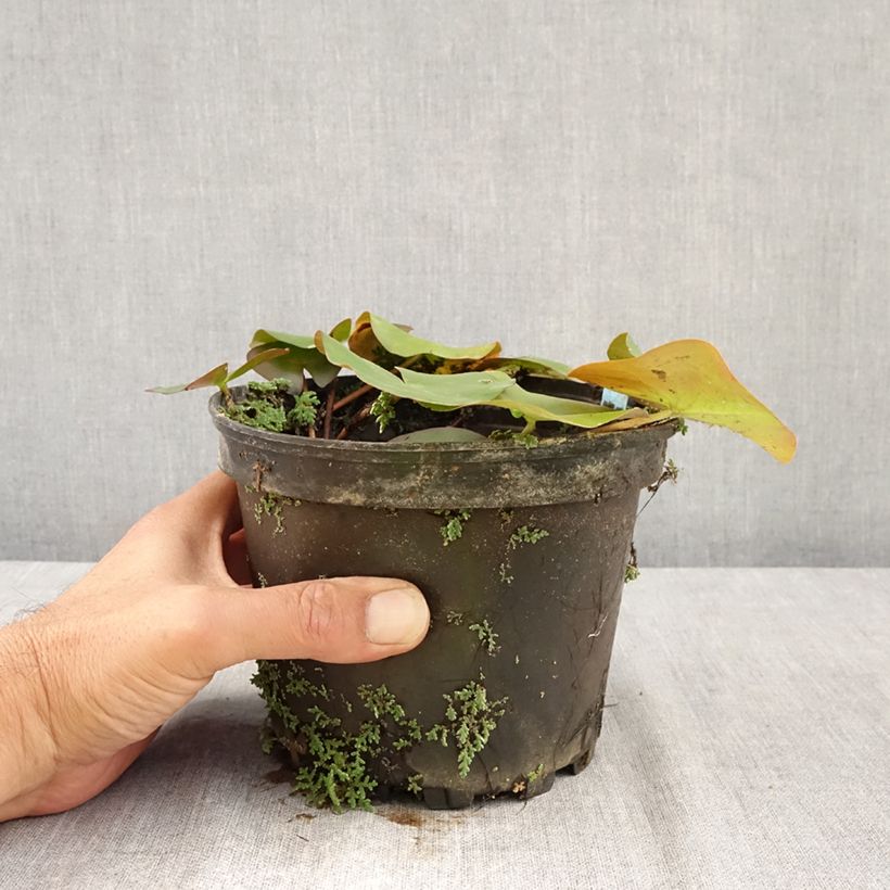 Nymphaea Ellisiana 1.5L/2L pot sample as delivered in summer