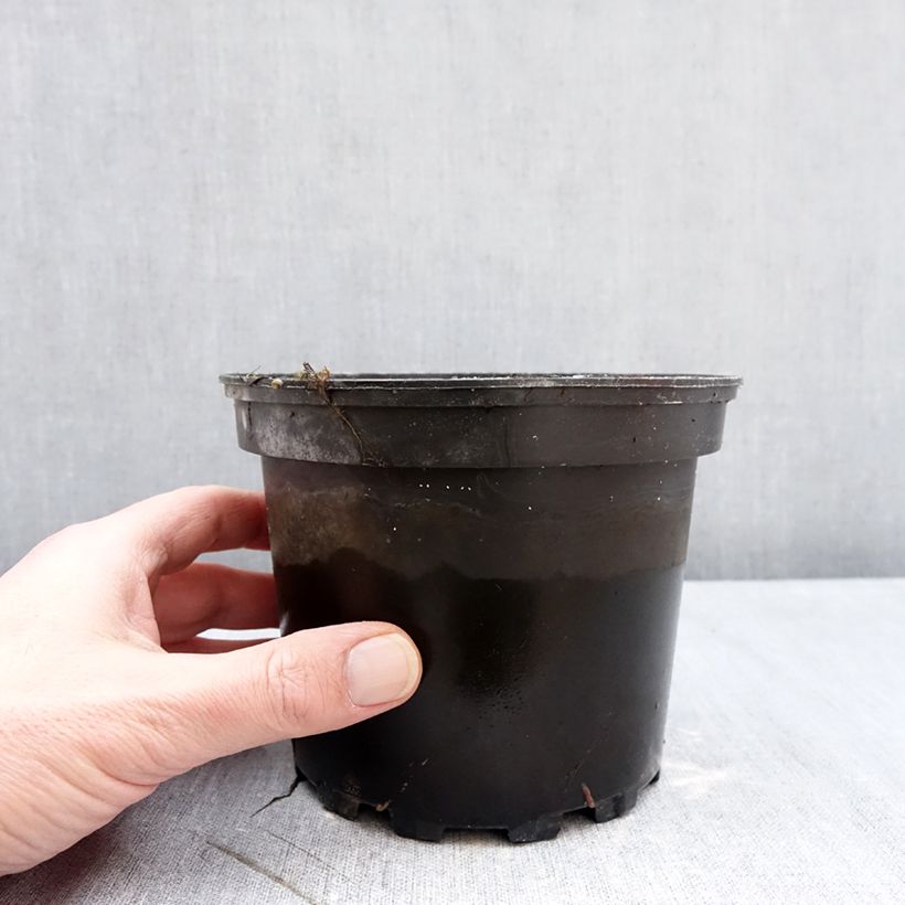 Nymphaea Eros 1.5L/2L pot sample as delivered in winter