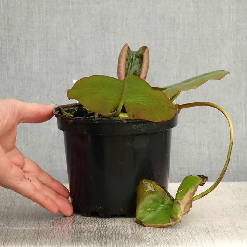 Nymphaea Escarboucle - Waterlily 1.5L/2L pot sample as delivered in spring