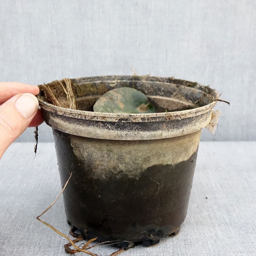 Nymphaea Eugenia de Lande 1.5L/2L pot sample as delivered in winter