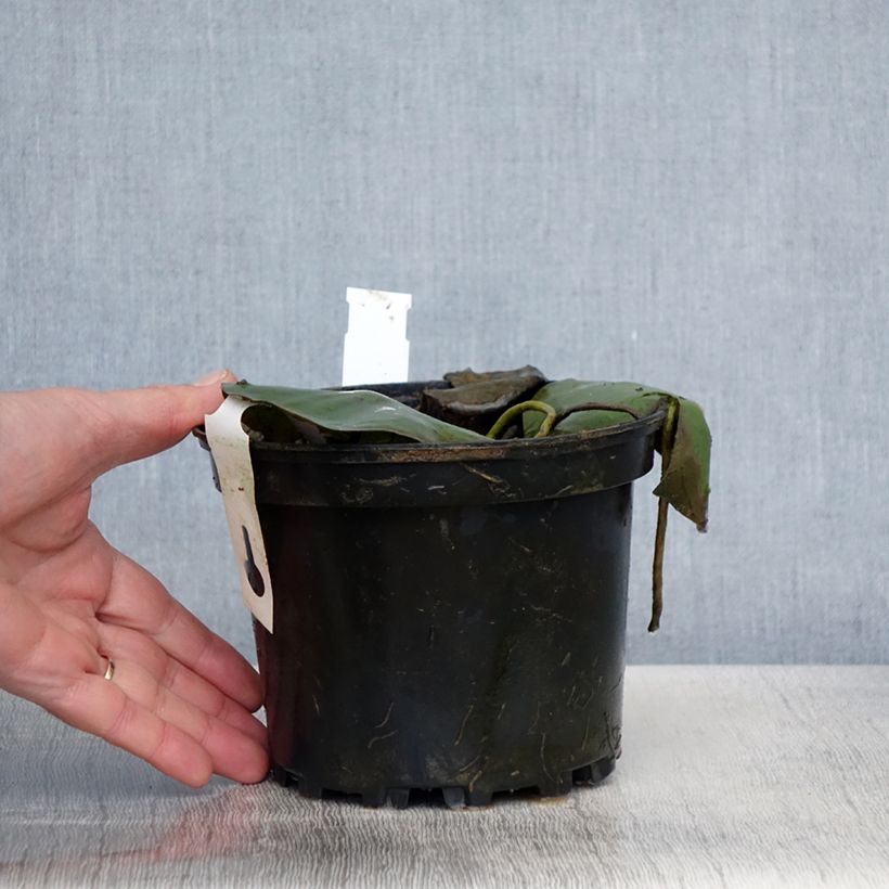 Nymphaea Eugenia de Lande 1.5L/2L pot sample as delivered in spring