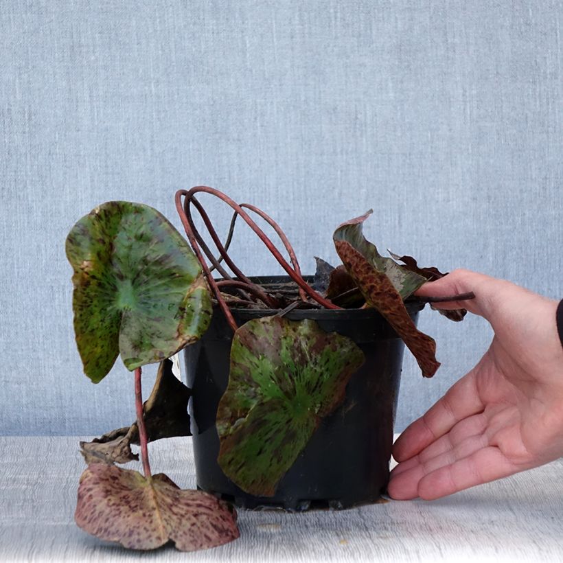 Nymphaea Evelyn Stetson 1.5L/2L pot sample as delivered in spring