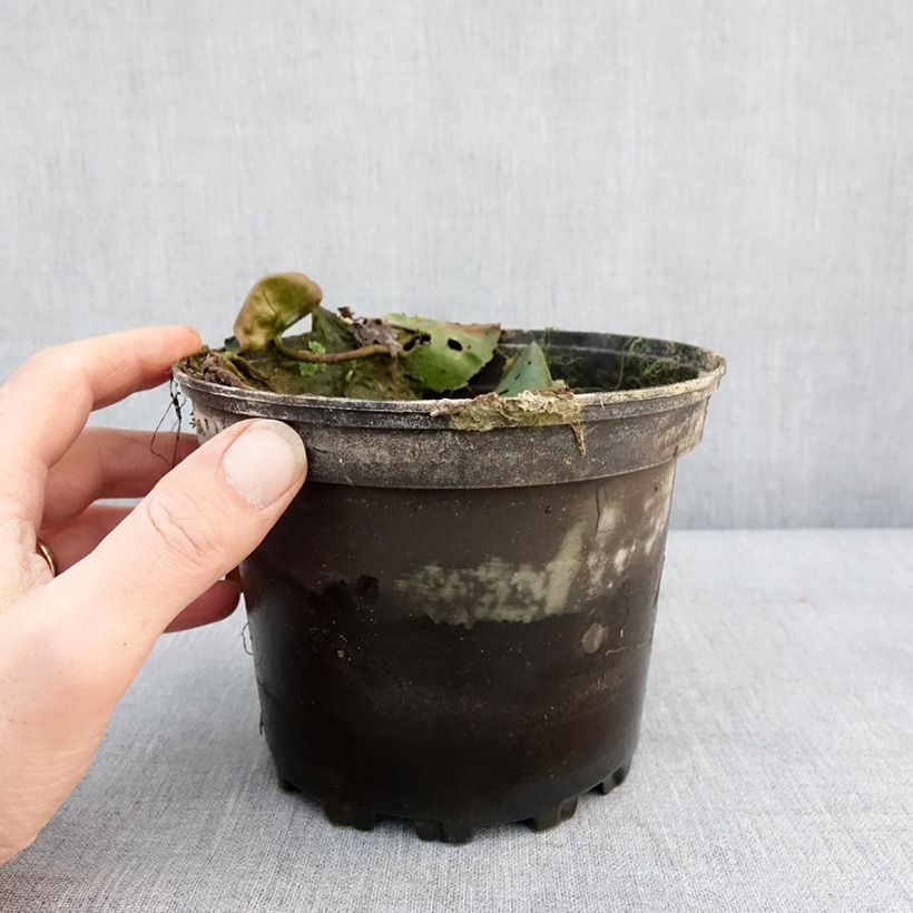 Nymphaea Evelyn Stetson 1.5L/2L pot sample as delivered in winter