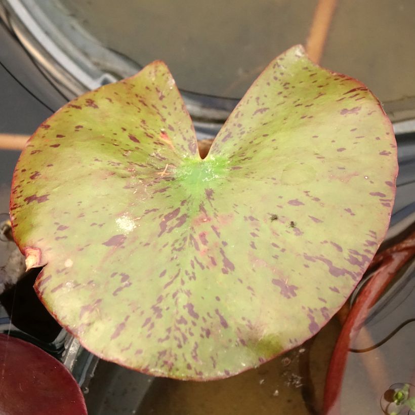Nymphaea Fire Opal - Water Lily (Foliage)