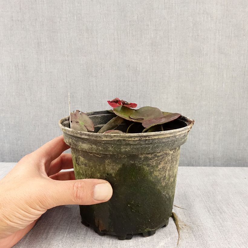 Nymphaea Fire Opal - Water Lily 1.5L/2L pot sample as delivered in summer