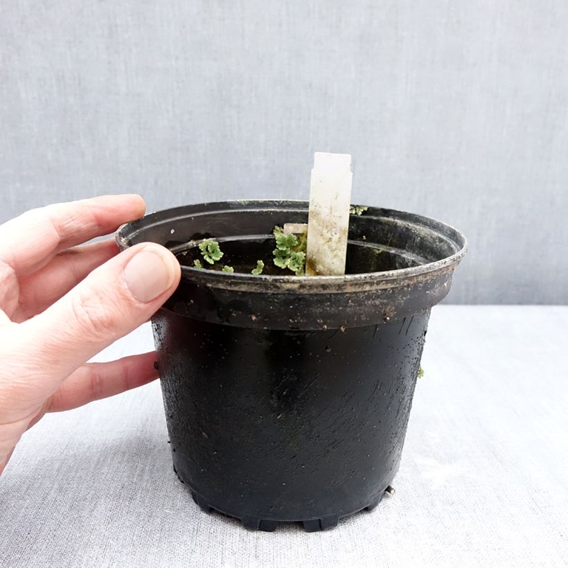 Nymphaea Fire Opal - Water Lily 1.5L/2L pot sample as delivered in winter