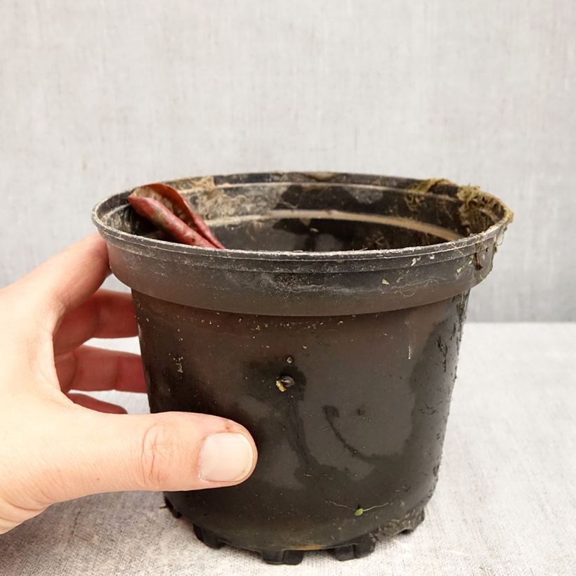 Nymphaea Fire Opal - Water Lily 1.5L/2L pot sample as delivered in spring