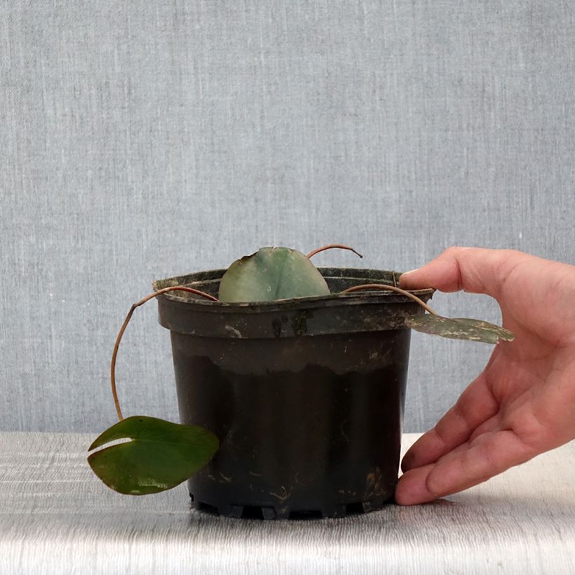 Nymphaea alba var. rubra Froebelii 1.5L/2L pot sample as delivered in spring