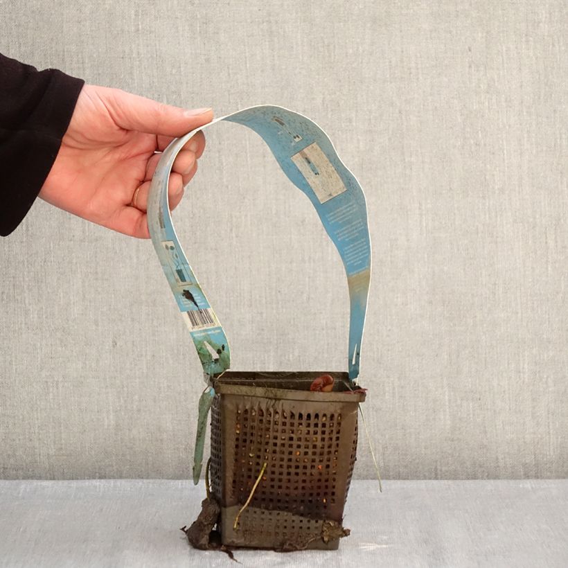 Nymphaea Gladstoniana - hardy nymphaea 1L/1.5L pot sample as delivered in winter