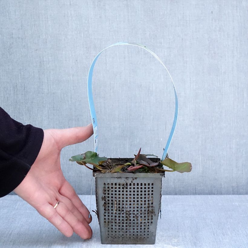 Nymphaea Gladstoniana - hardy nymphaea 1L/1.5L pot sample as delivered in spring