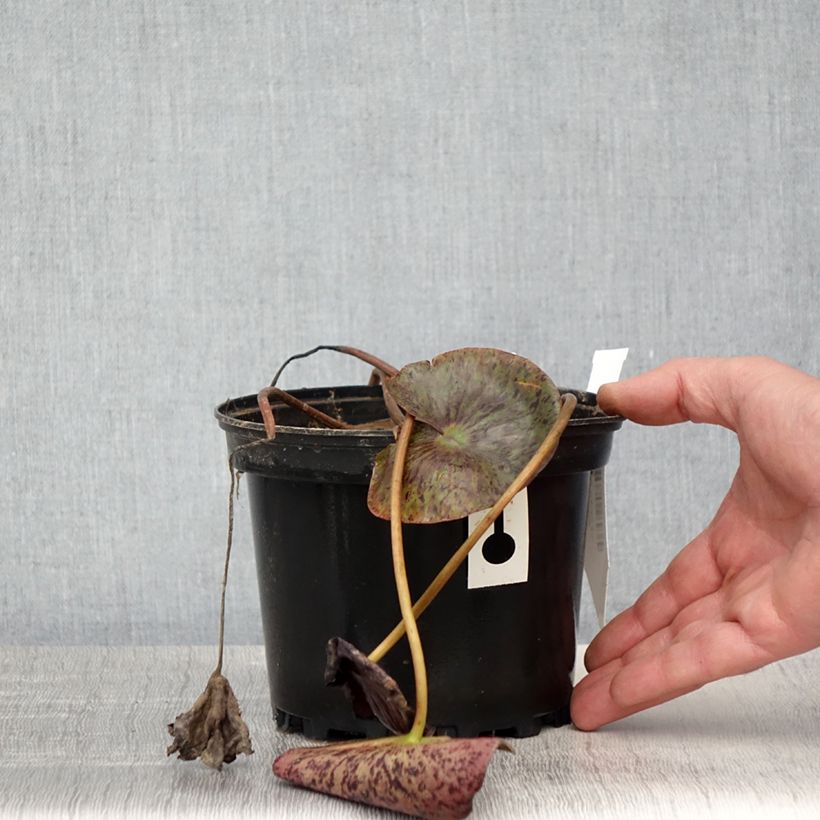 Nymphaea Gregg's Orange Beauty 1.5L/2L pot sample as delivered in spring