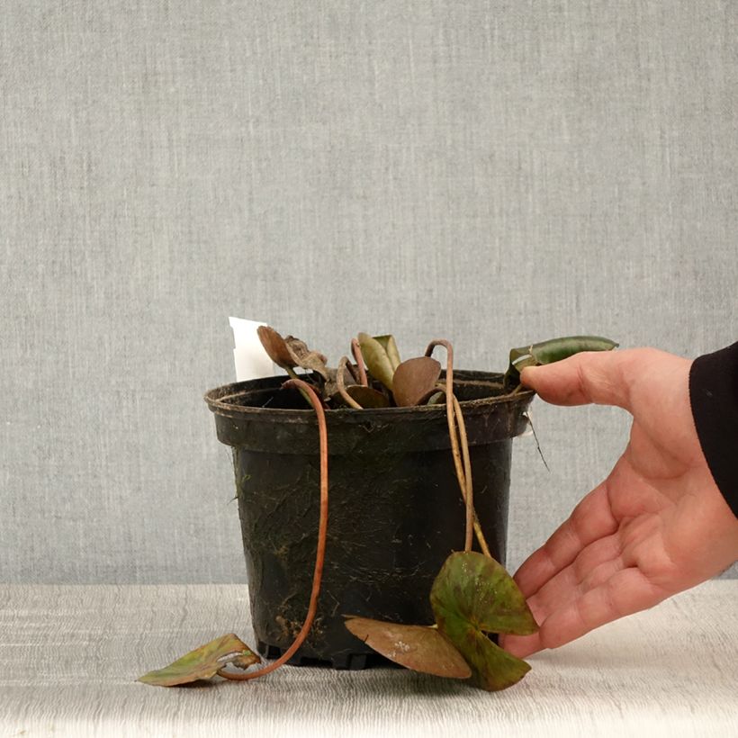 Nymphaea Gypsy - Waterlily 1.5L/2L pot sample as delivered in spring