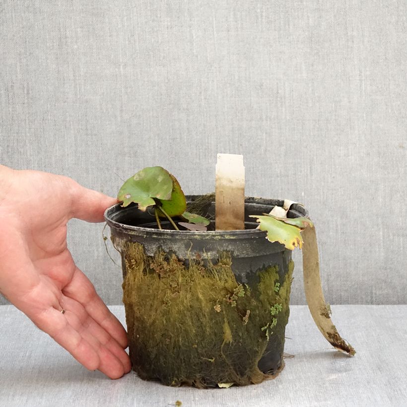Nymphaea Gypsy - Waterlily 1.5L/2L pot sample as delivered in autumn