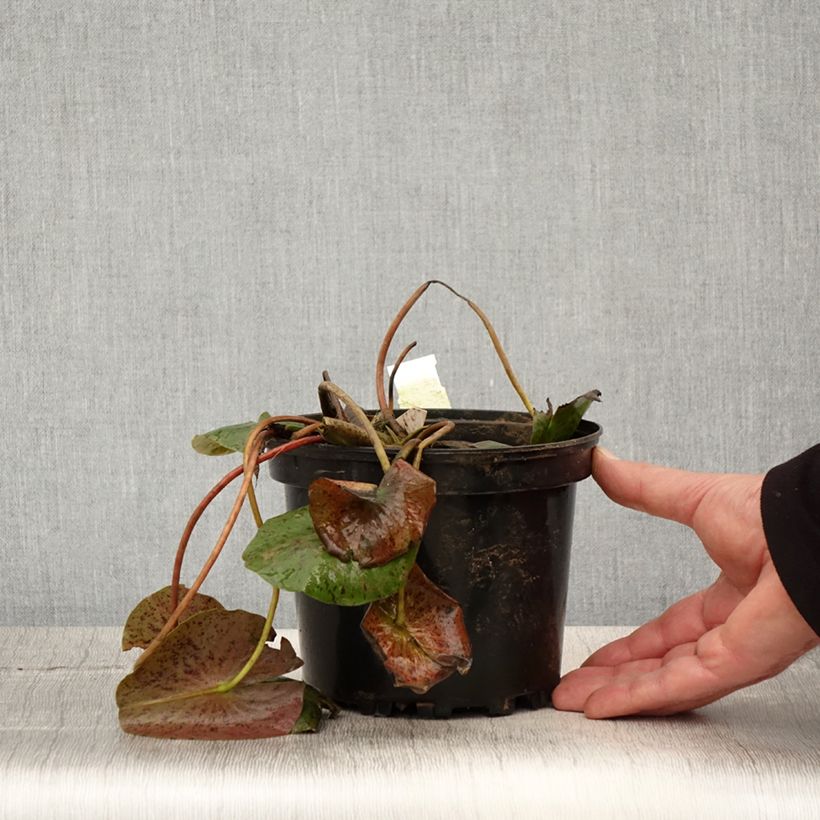 Nymphaea Hal Miller 1.5L/2L pot sample as delivered in spring